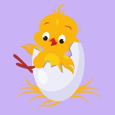 pollito.jpg pollito.jpg